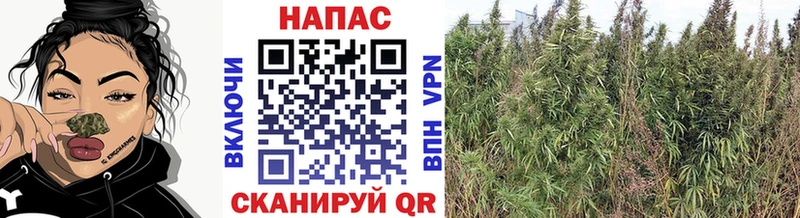 Все наркотики Ишим А ПВП МЕФ ГАШИШ Марихуана